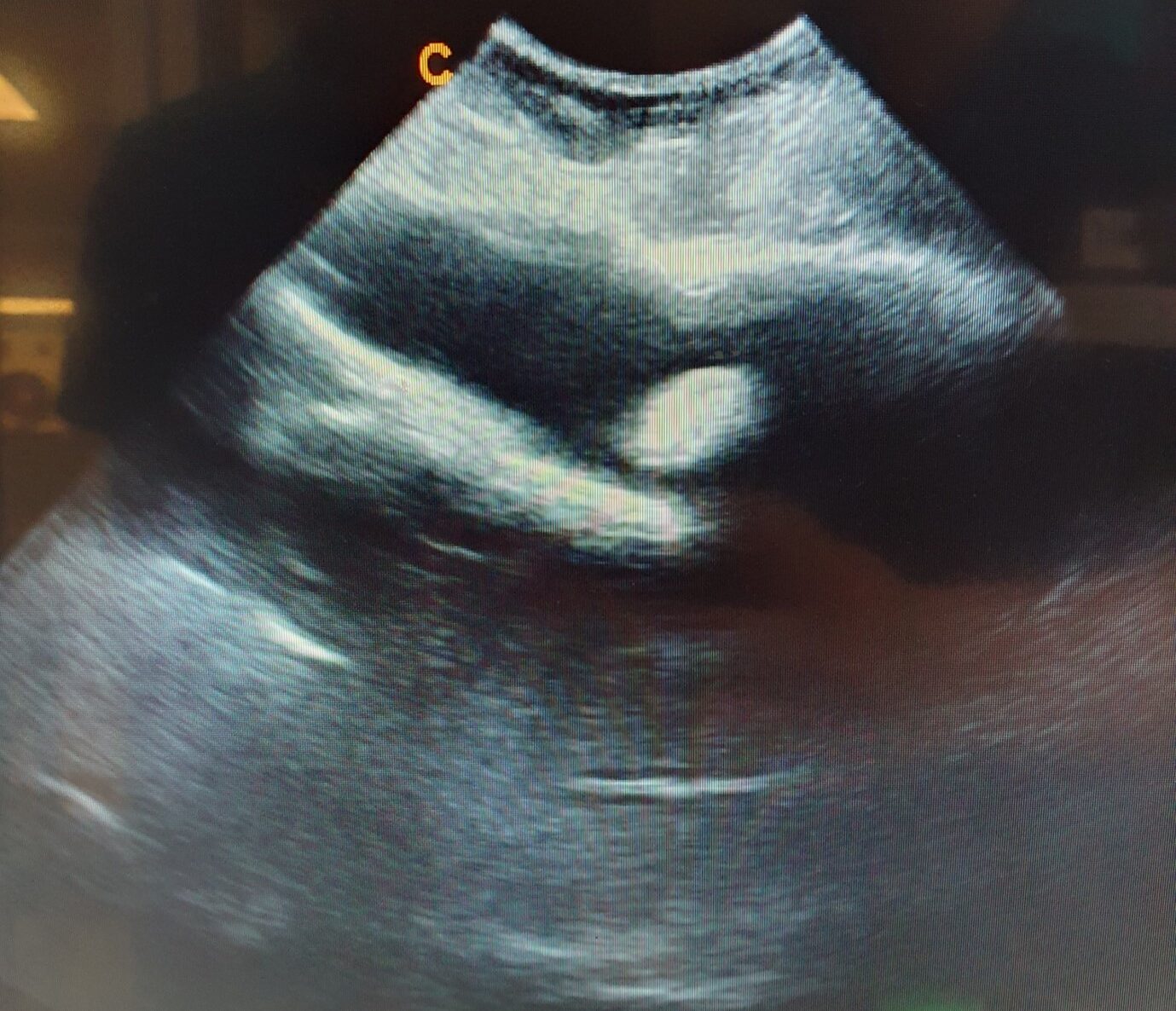 an ultrasound of a dog with a bladder stone