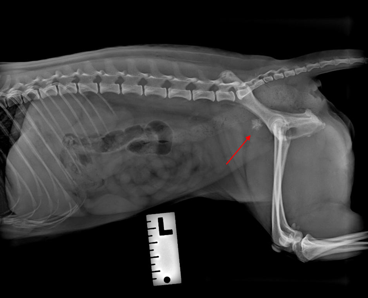 an x-ray of a dog with a bladder stone