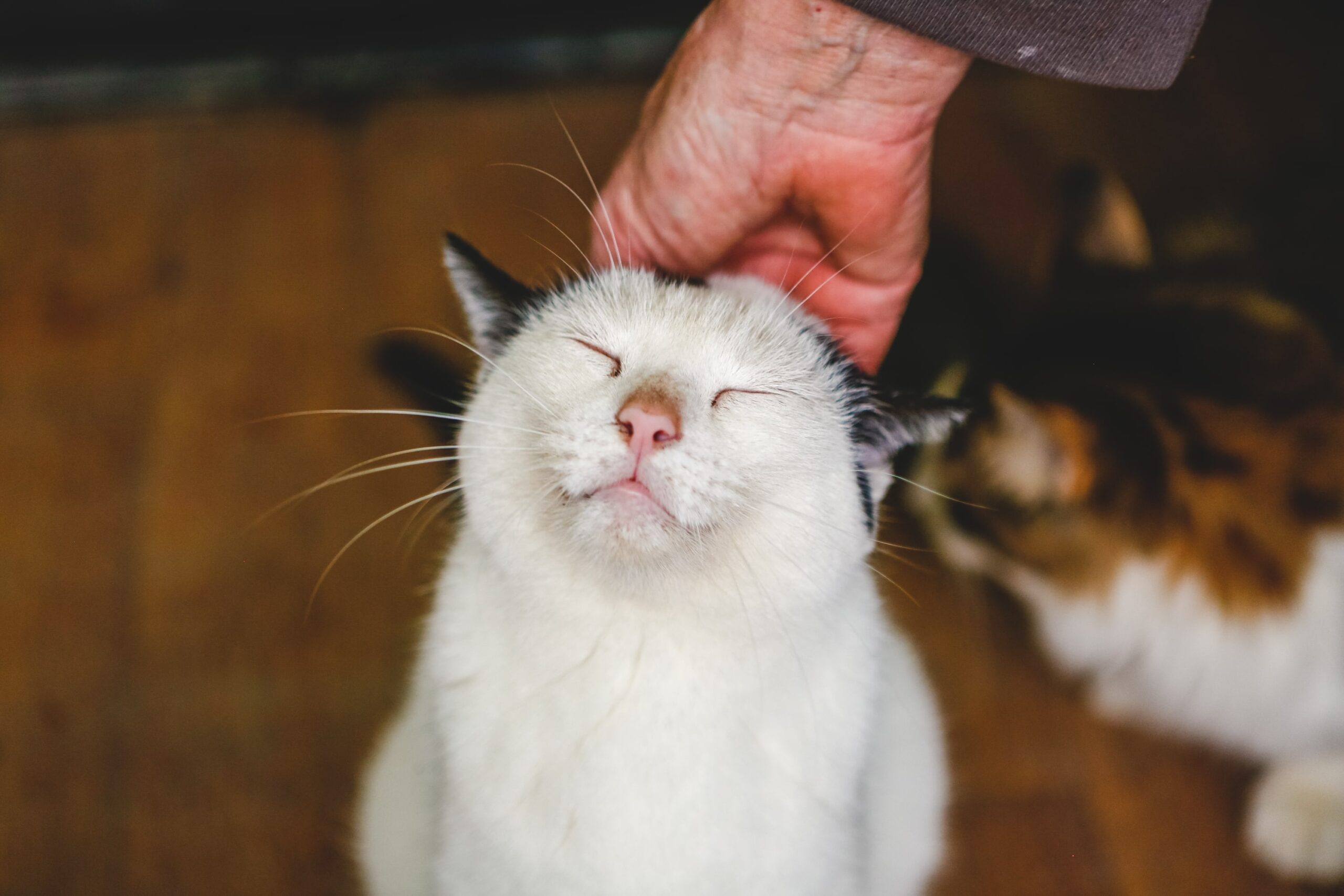 Understanding Anxiety in Cats - Lynbrook Vet
