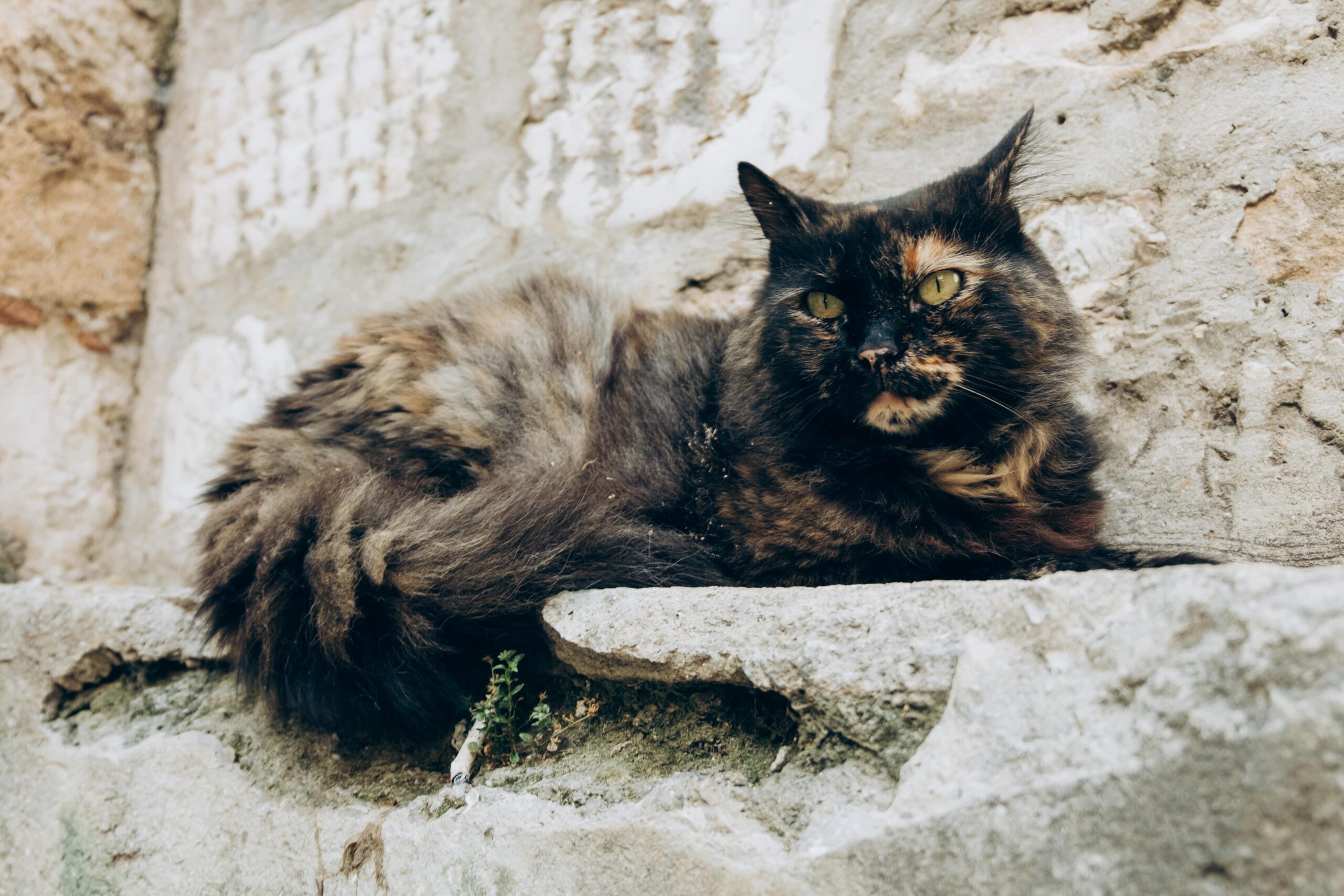 dark coloured cat laying down