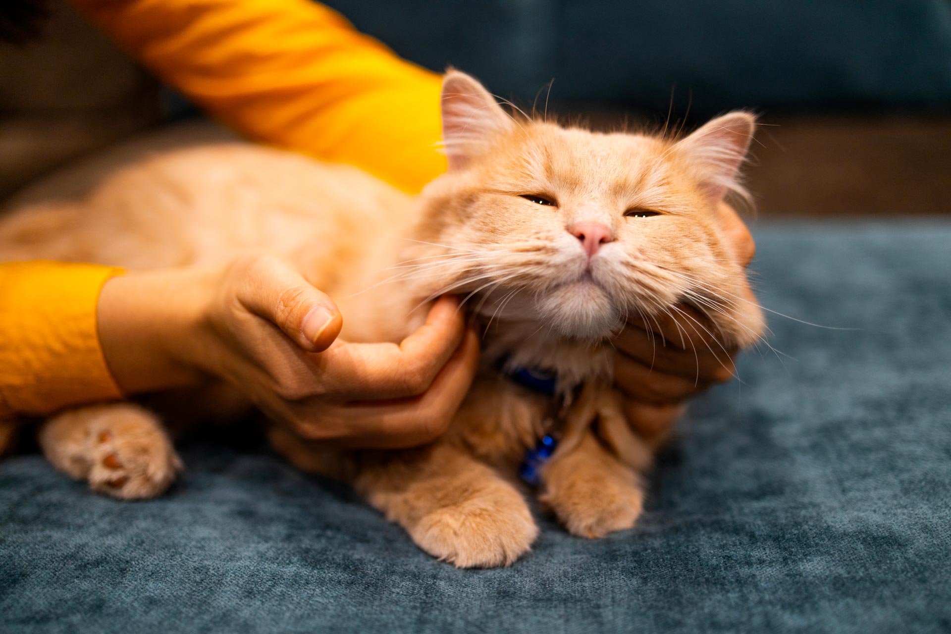 a melbourne pet owner cuddling their cat