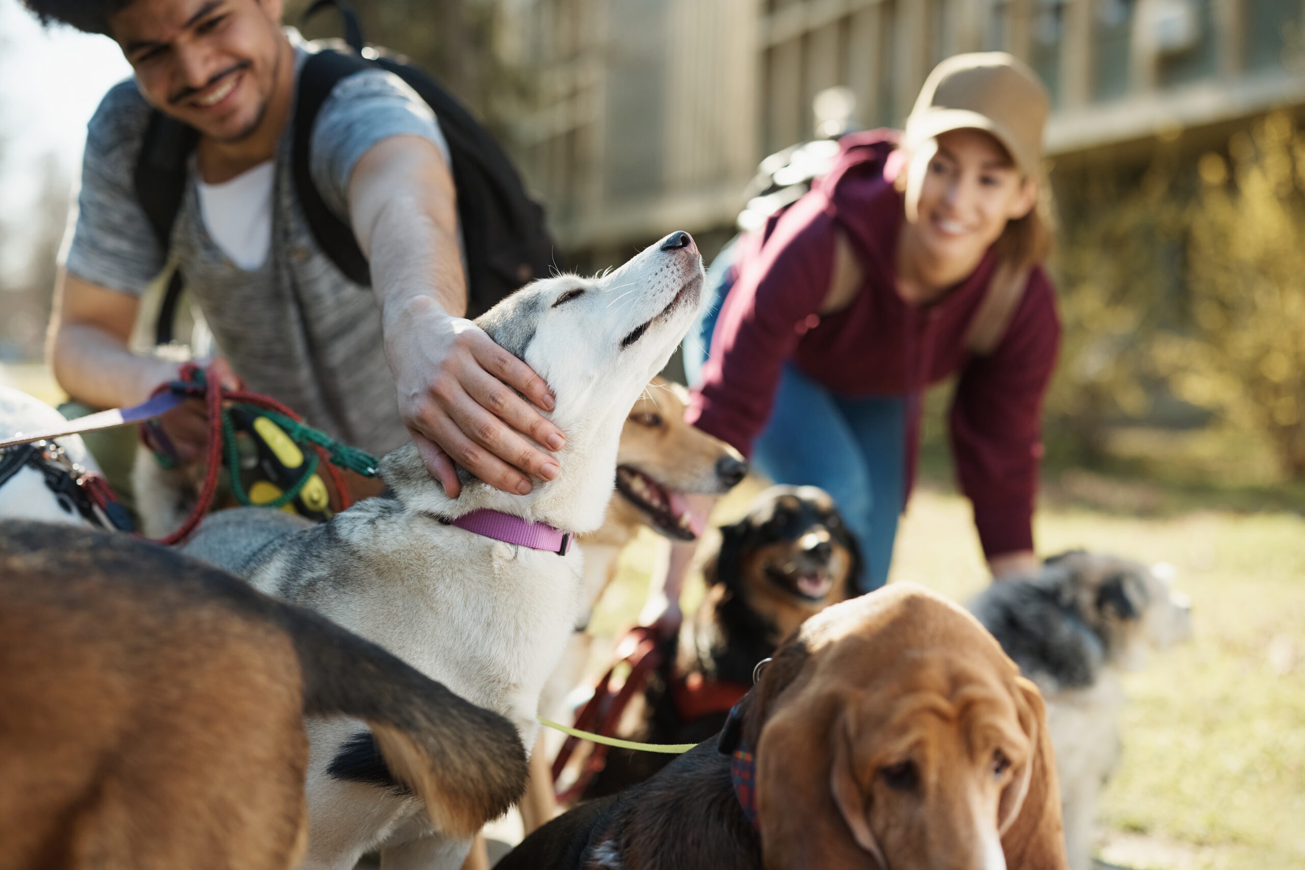 Bravecto Quantum Flea Tick Prevention Injectable Alternative bravecto-quantum-flea-tick-prevention-injectable-alternative