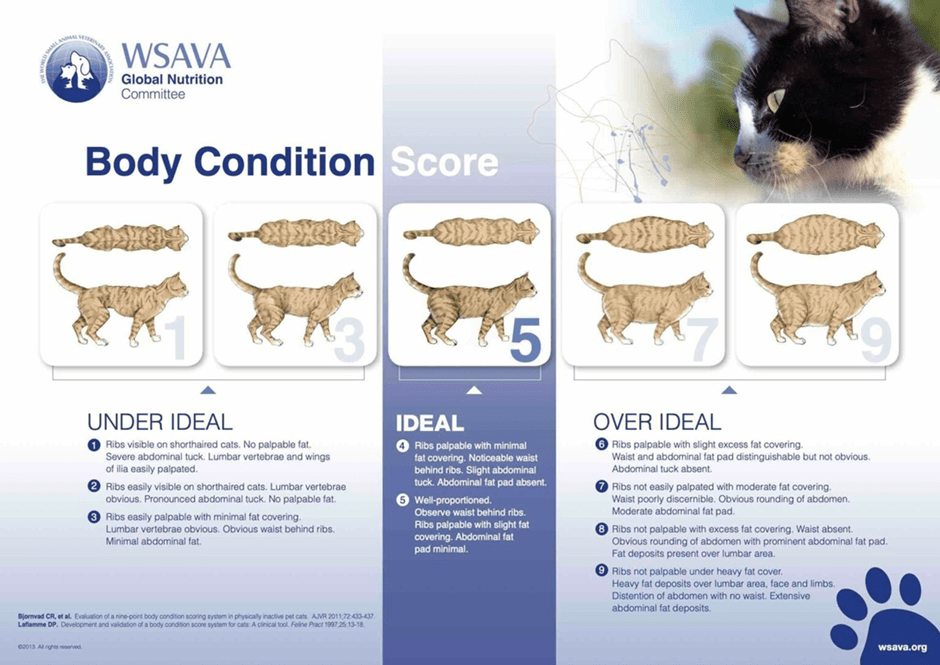 BCS chart for cats by WSAVA
