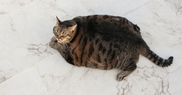 overweight cat