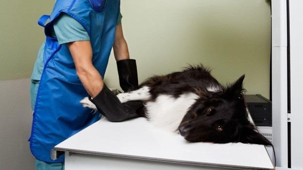 a dog receiving an x-ray for a UTI