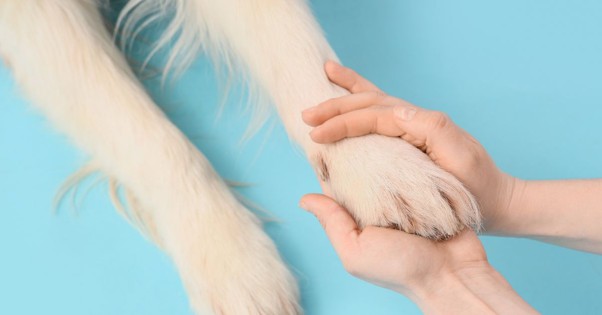 physiotherapy of a dog