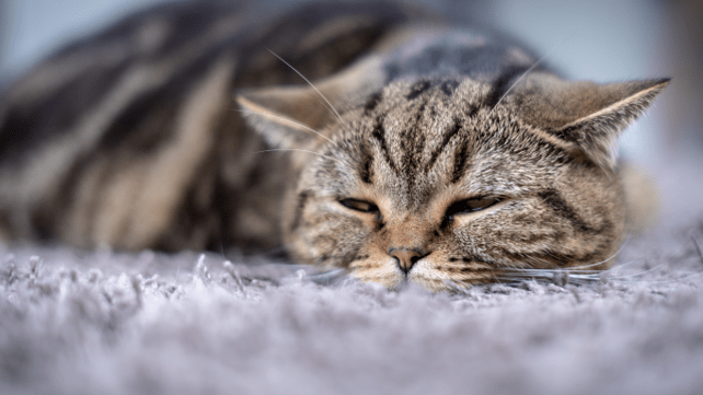 a cat that’s not well due to high blood pressure