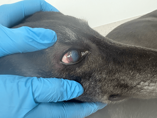 close up image of a greyhound with pannus