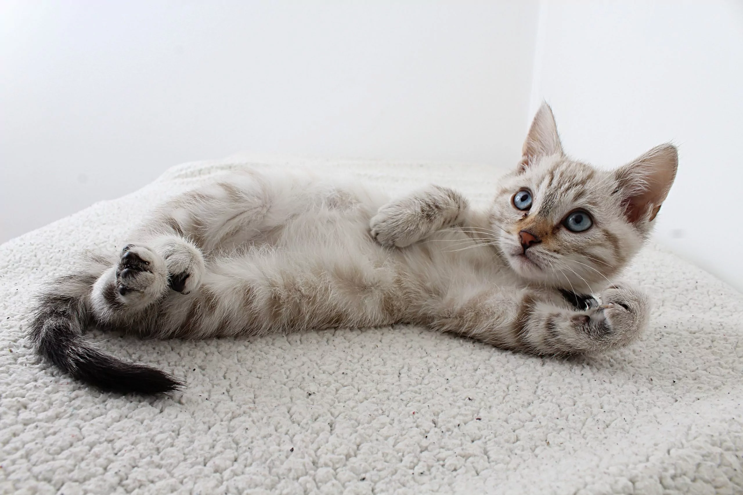 kitten feeling relaxed at home