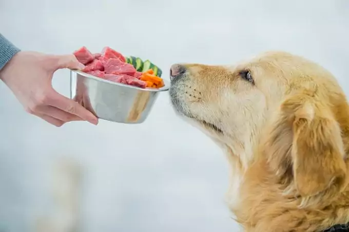 Hungry dog smelling bowl of raw, fresh food