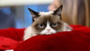 A grumpy cat sitting on a cushion