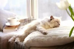 A tired cat sitting on a cushion
