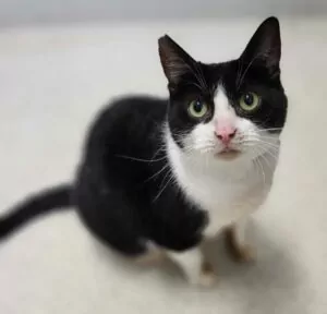 A happy cat looking up at the camera