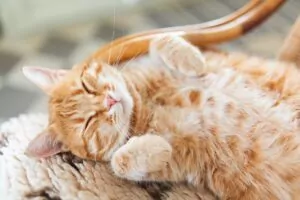 A happy cat rolled over showing its belly