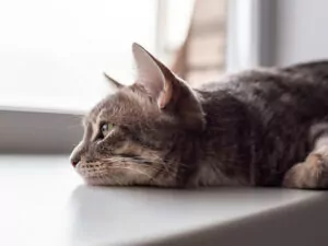 A sad cat looking out a window