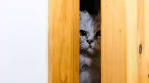 An angry cat looking through a door