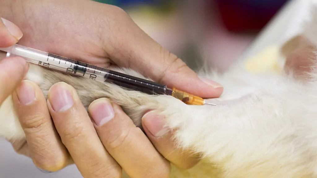 An animal having a blood test