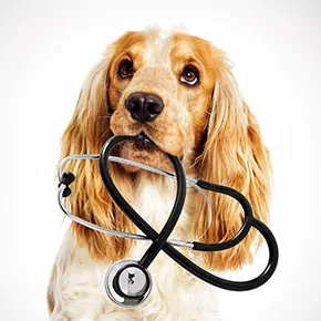 A dog carrying a stethoscope