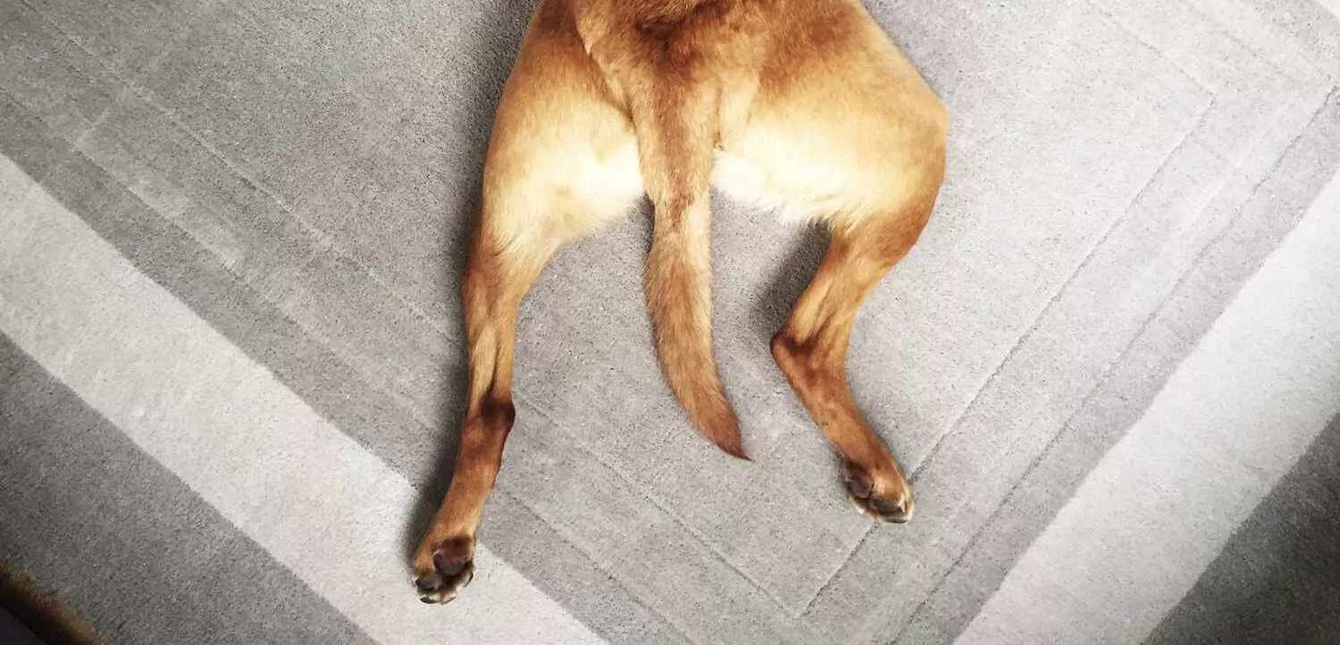 A dog with hip dysplasia