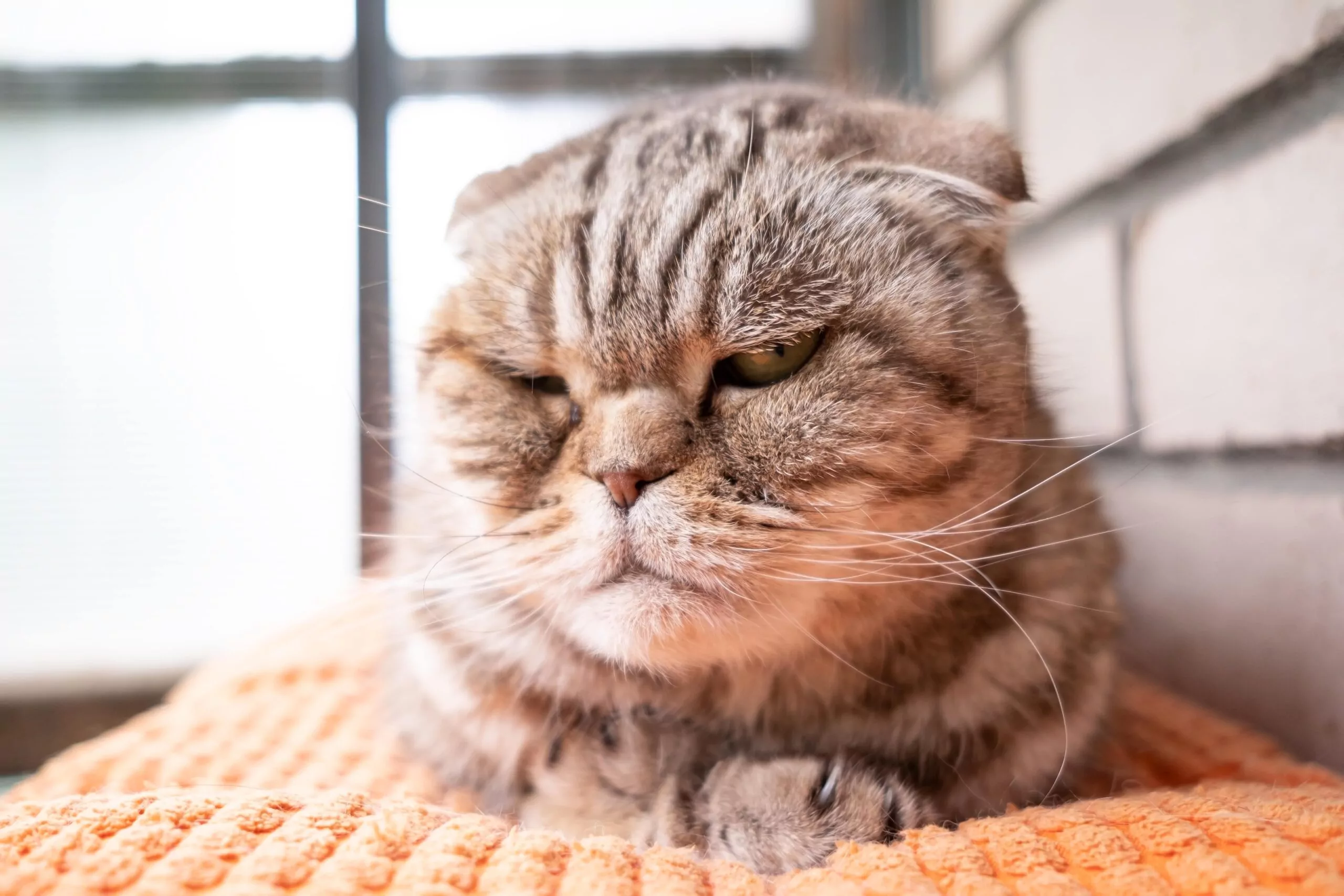 an angry cat suffering from anxiety