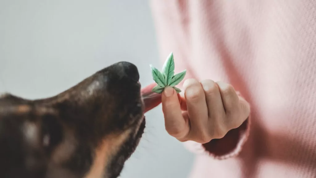 Medicinal Cannabis Use For Pets | Australian Vet Advice - Why Do Dogs Eat Outside Marijuana Plants
