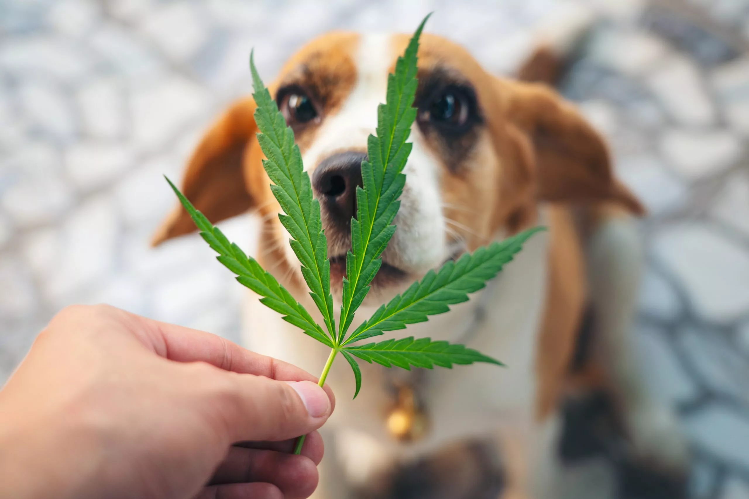 beagle looking at a cannabis leaf