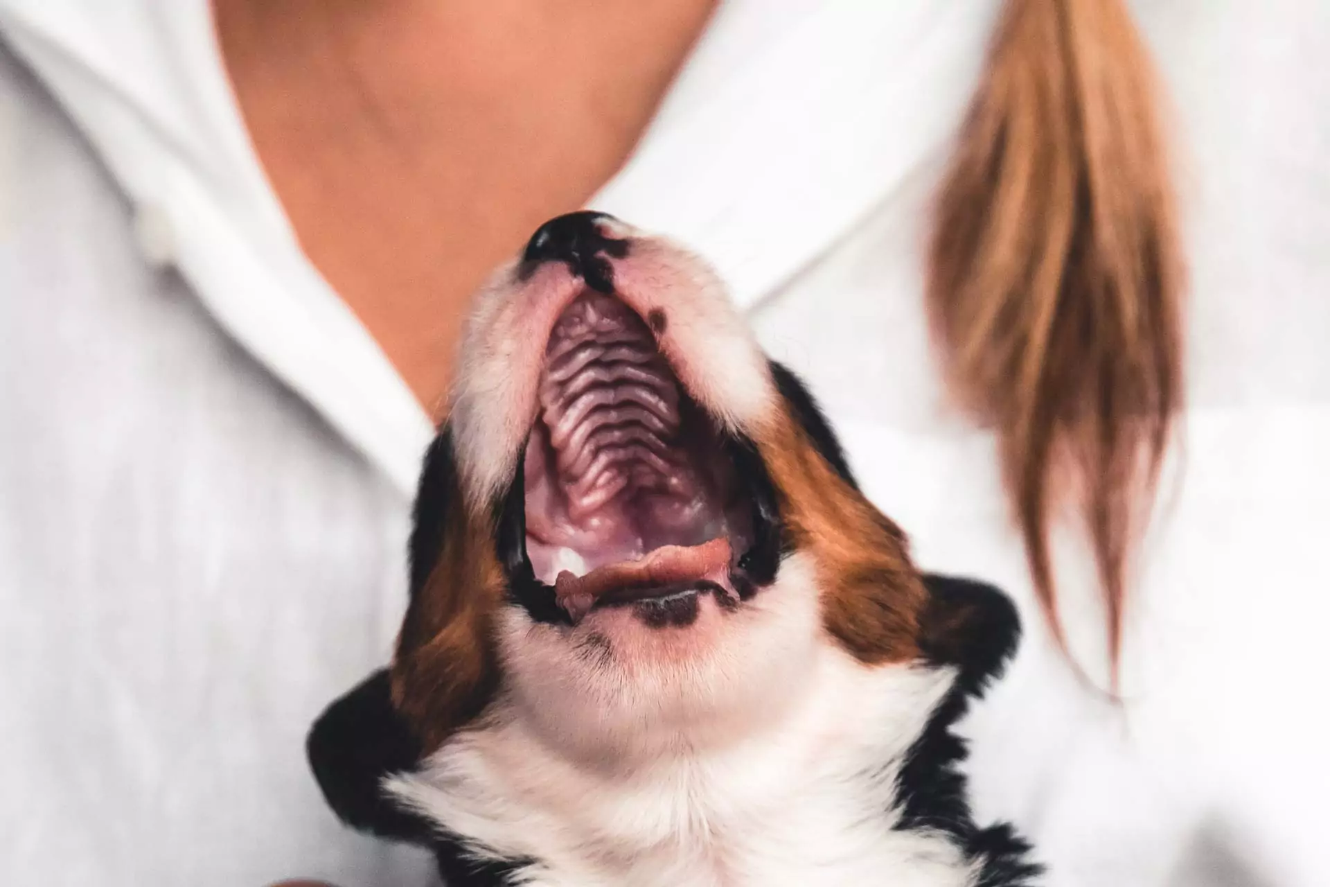 a puppy with growing teeth