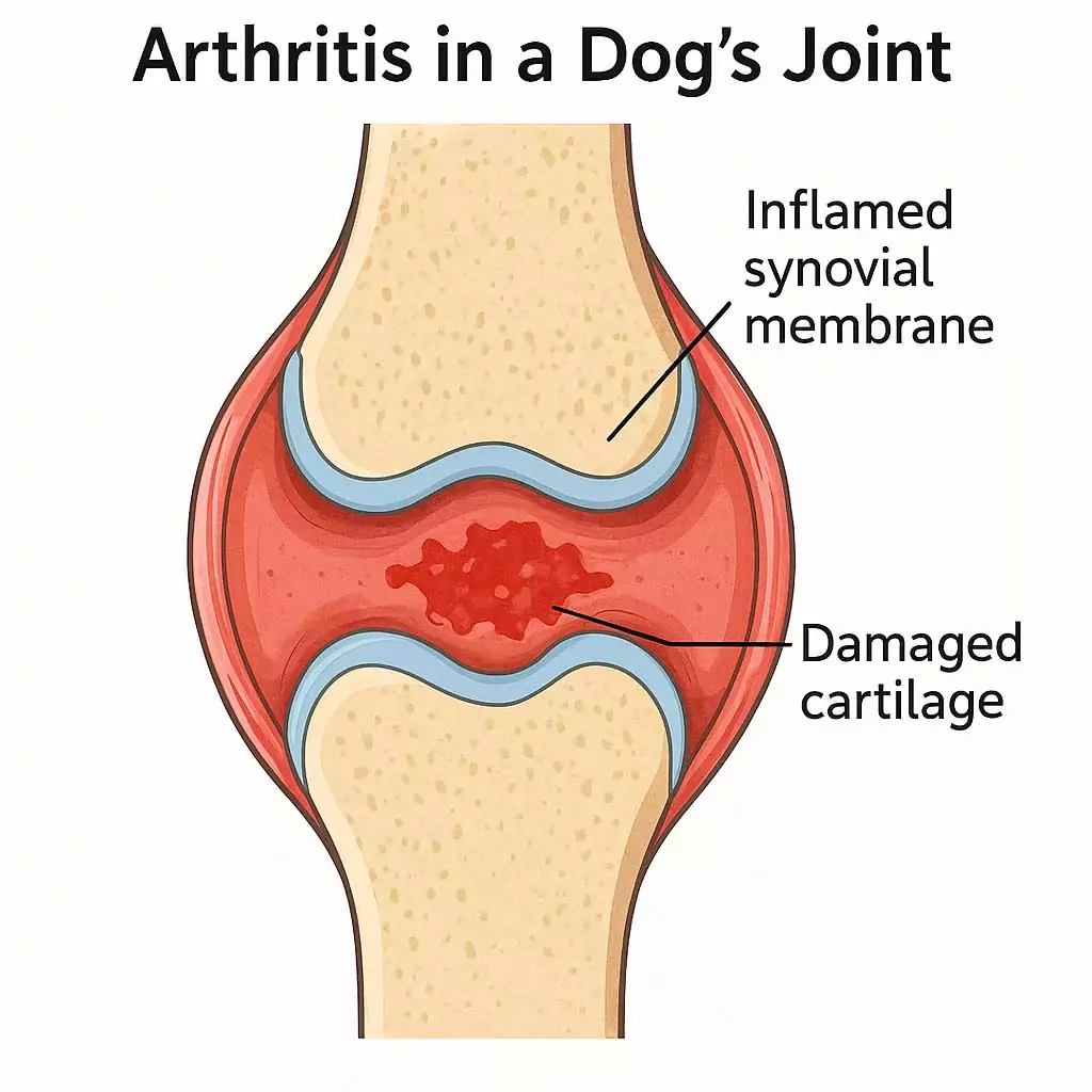 Recognising Signs of Arthritis in Your Senior Dog