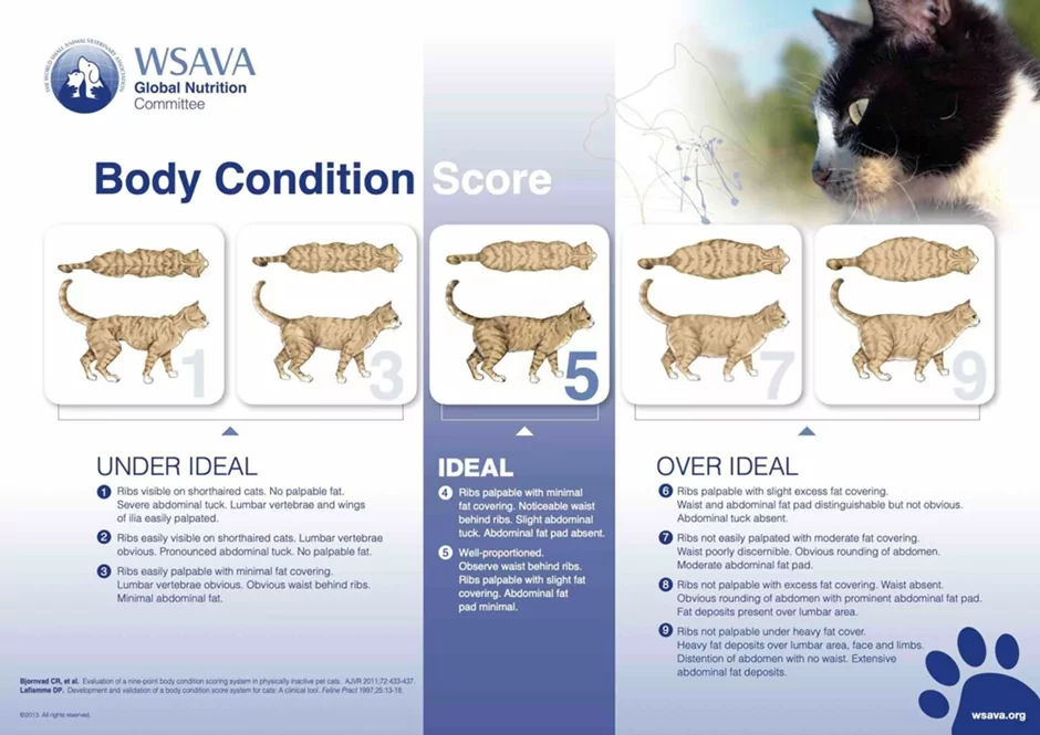 BCS chart for cats by WSAVA