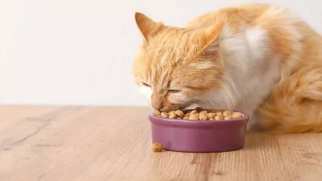 A cat eating dry cat biscuits kibble from a bowl